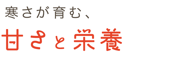寒さが育む、甘さと栄養
