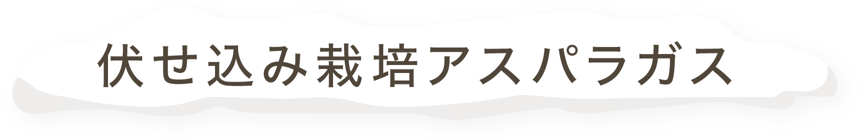 伏せ込み栽培アスパラガス